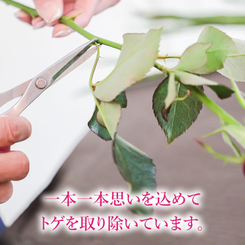 バラのトゲを取り除く様子